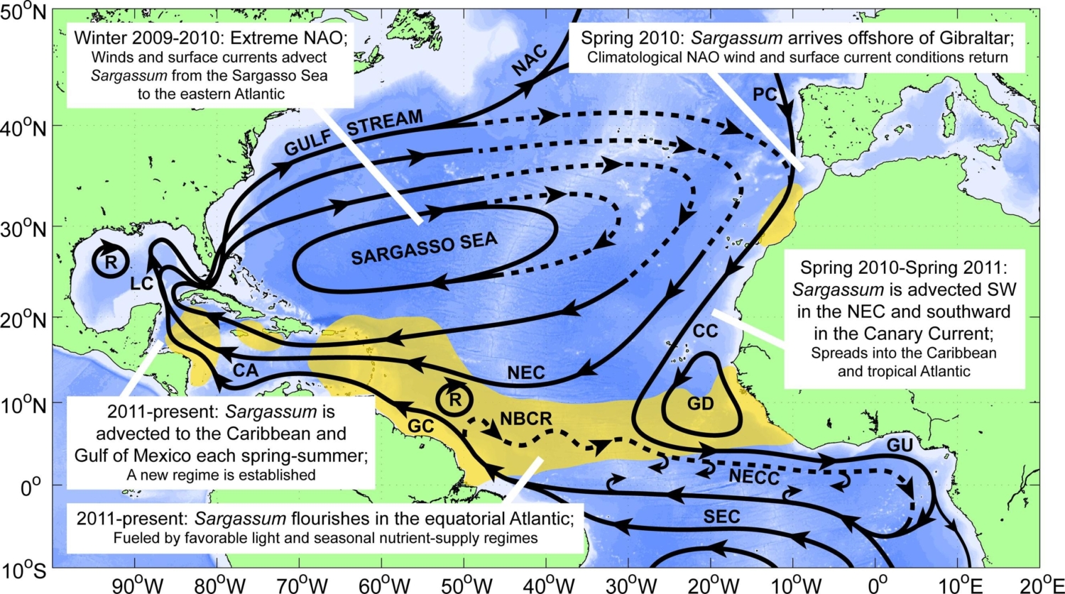 About sargassum - SARGASSUM INFORMATION HUB