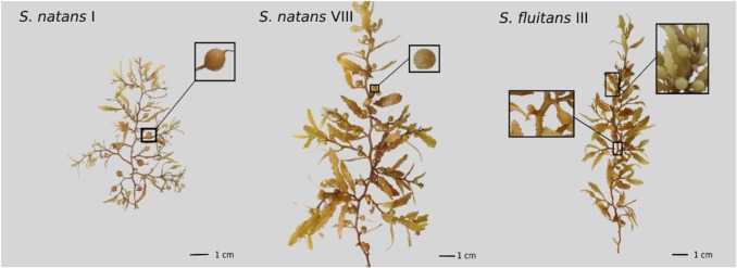 Morphology of the three Sargassum morphotypes present in the Atlantic Ocean
