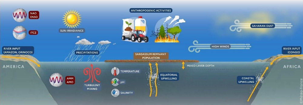 Growth and Variability of Sargassum