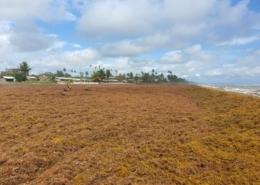 Sargassum in Ghana, credit Winnie Sowah