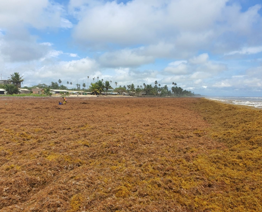Sargassum in Ghana, credit Winnie Sowah